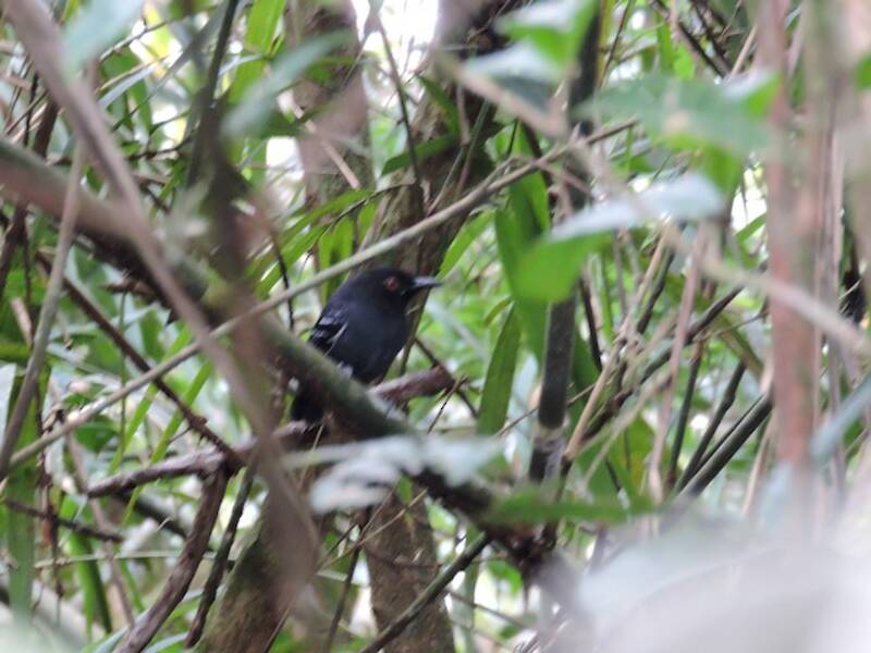 Mirmeciza codanera, Foto 4