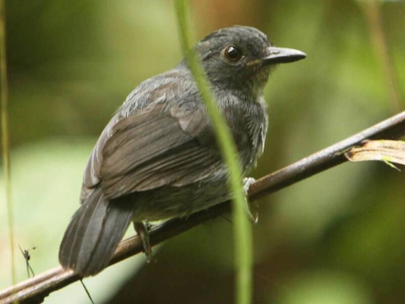 Mirmeciza codanera, Foto 3