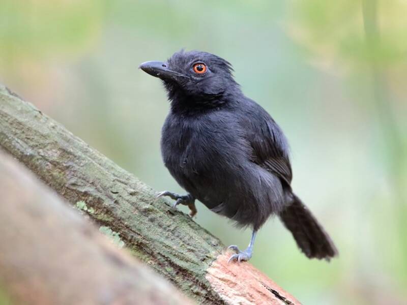 Black-throated Antshrike, Photos 3