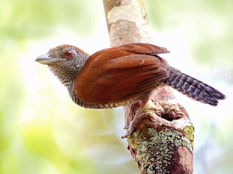 Black-throated Antshrike, Photos 4