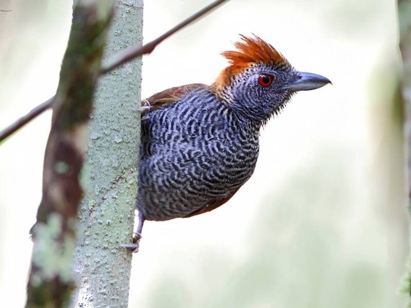 Black-throated Antshrike, Photos 2