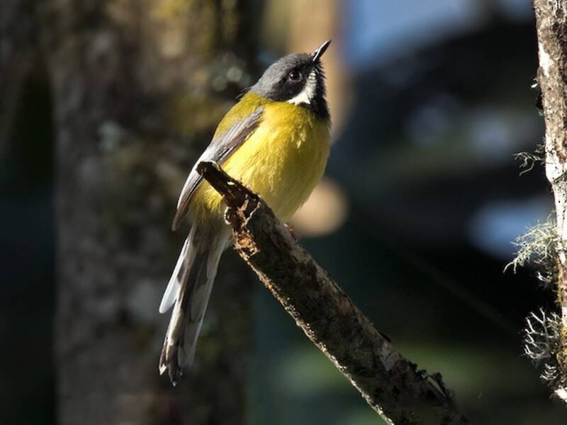 Black-throated Apalis