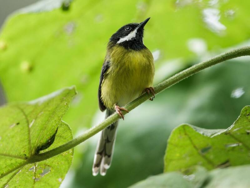 Halsbandapalis, Fotos 2