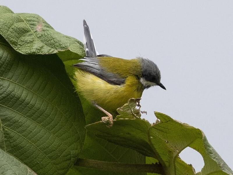 Halsbandapalis, Fotos 4