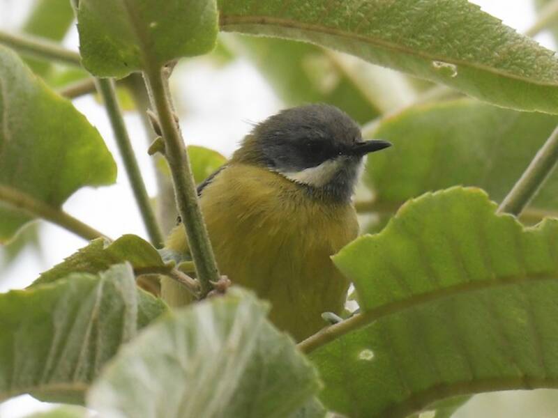 Halsbandapalis, Fotos 3
