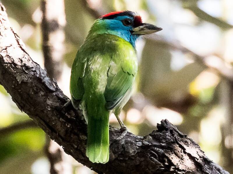 Blaukehl-Bartvogel, Fotos 2