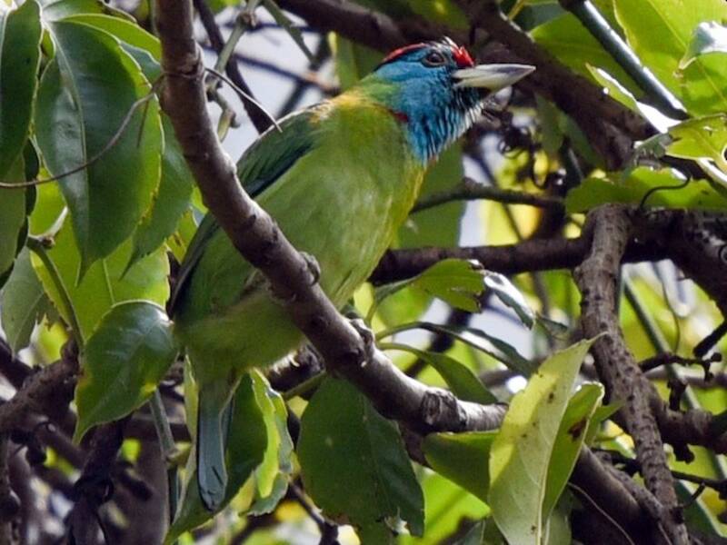 Blaukehl-Bartvogel, Fotos 3