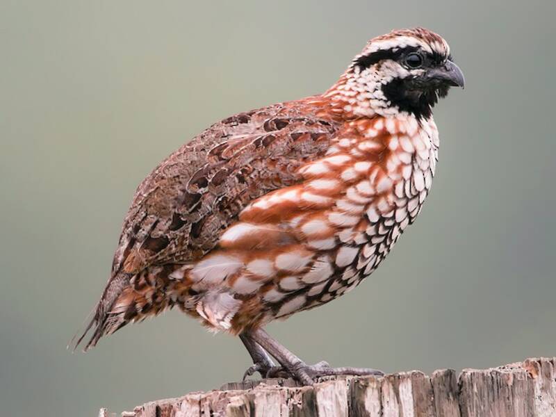 Schwarzkehl-Bobwhite, Fotos 3