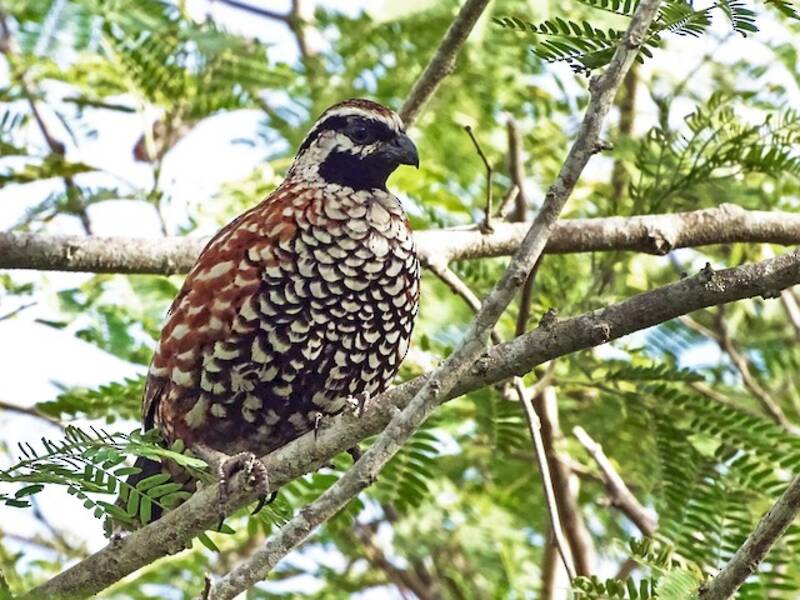 Schwarzkehl-Bobwhite
