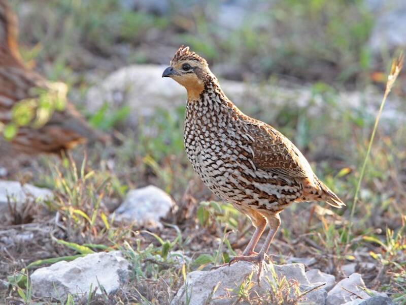 Schwarzkehl-Bobwhite, Fotos 4