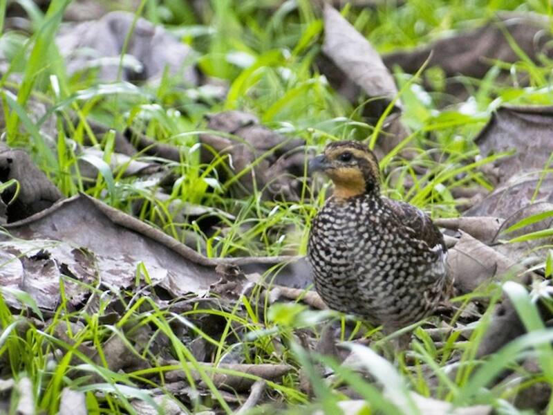 Schwarzkehl-Bobwhite, Fotos 2
