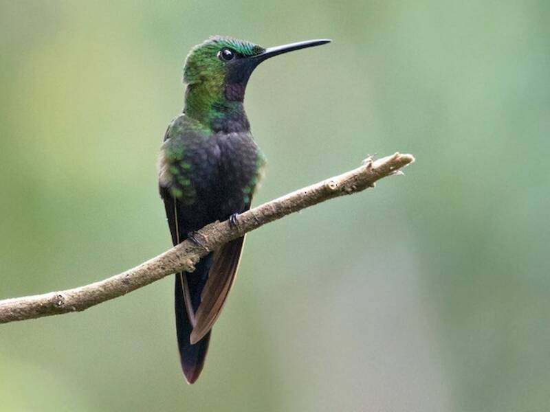 Black-throated Brilliant