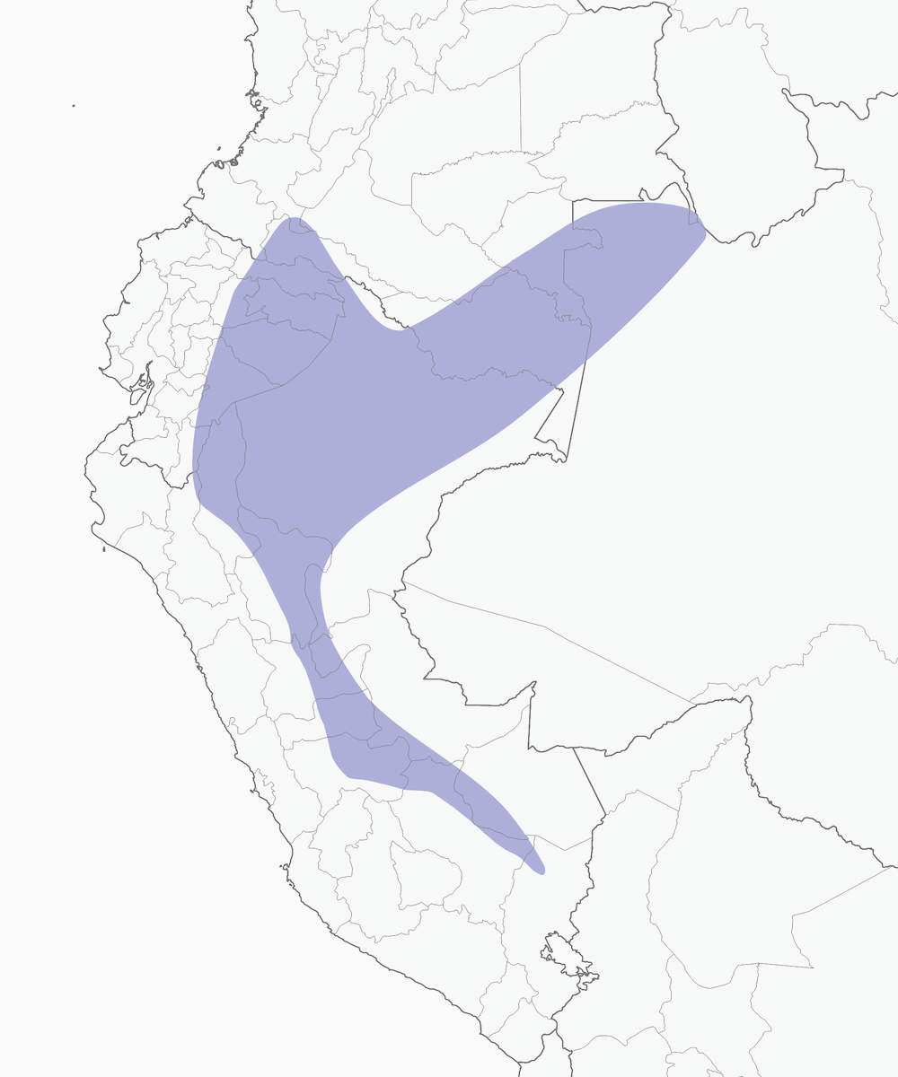 Brillante Gorjinegro, Distribución 1