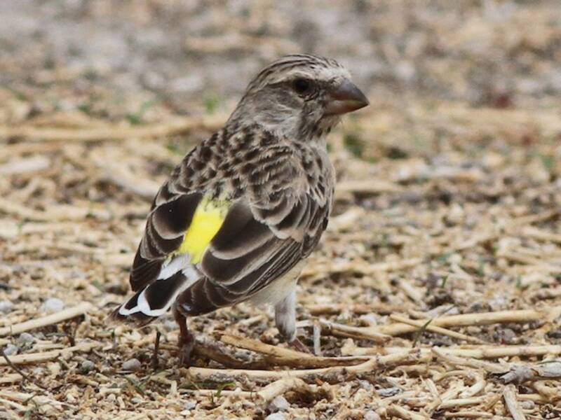 Black-throated Canary, 照片 2