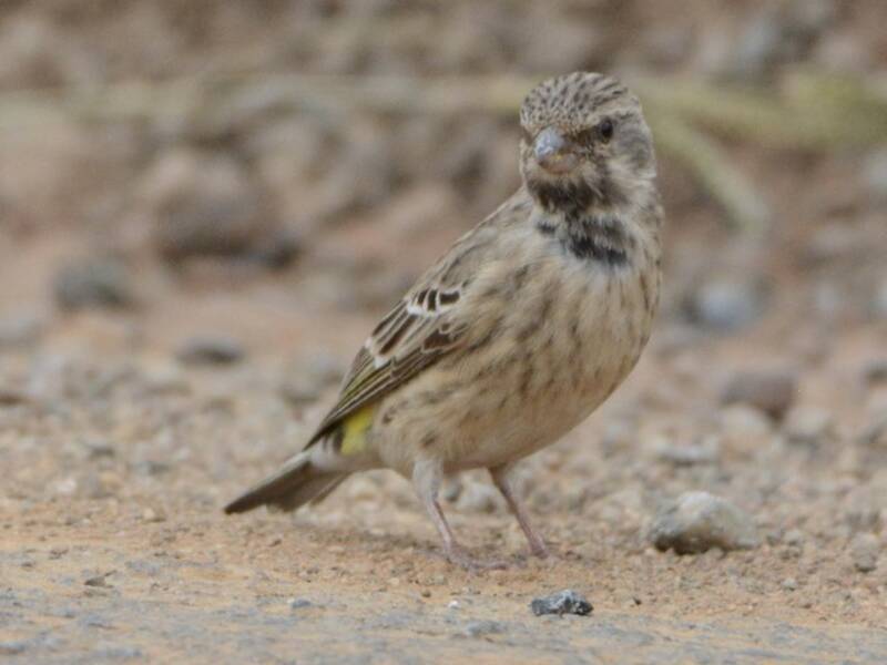 Black-throated Canary, 照片 3