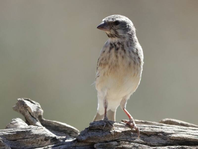 Black-throated Canary, 照片 4