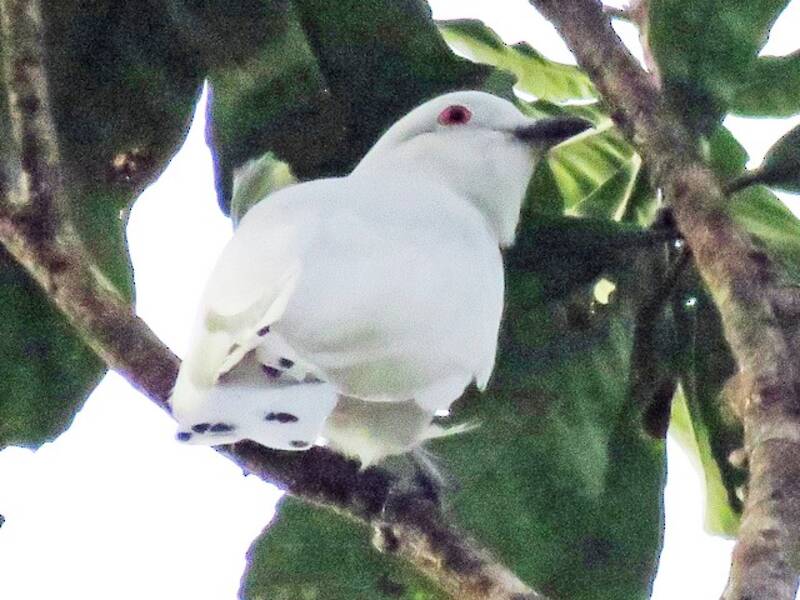Schwarzspitzencotinga, Fotos 3