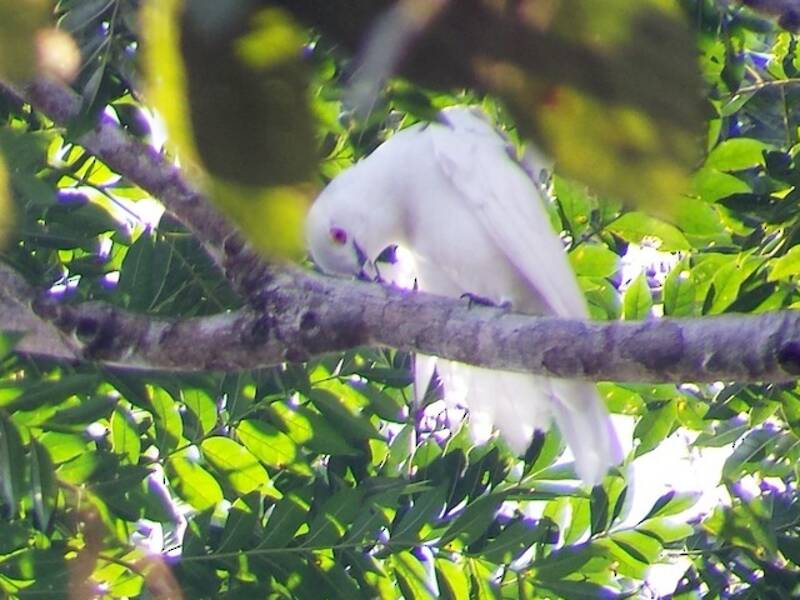 Schwarzspitzencotinga, Fotos 4