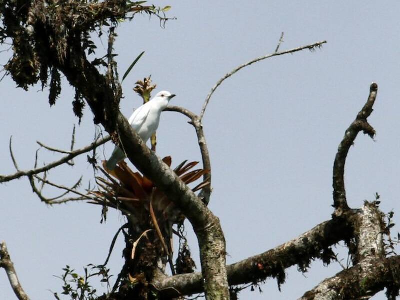 Schwarzspitzencotinga, Fotos 2