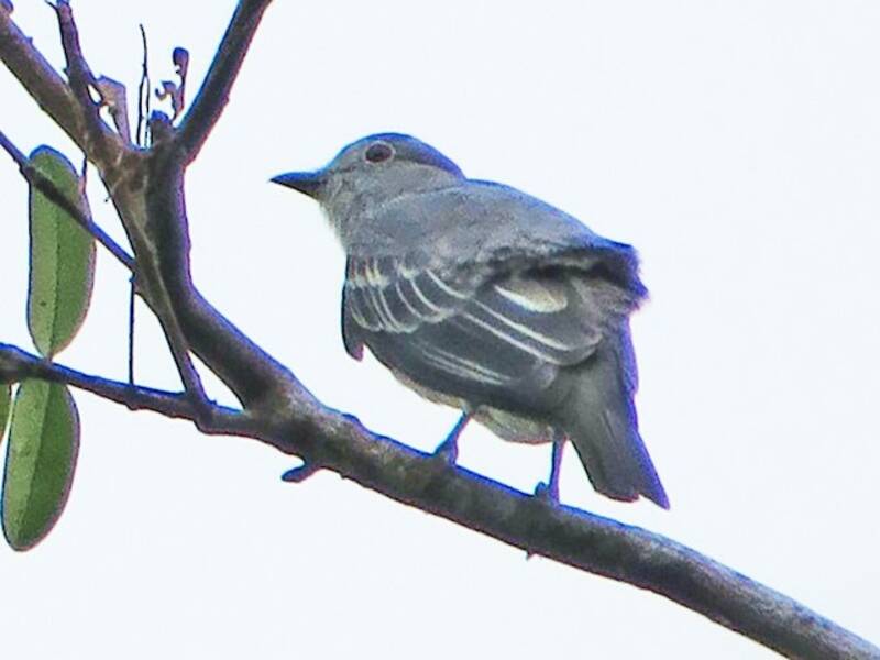 Schwarzspitzencotinga