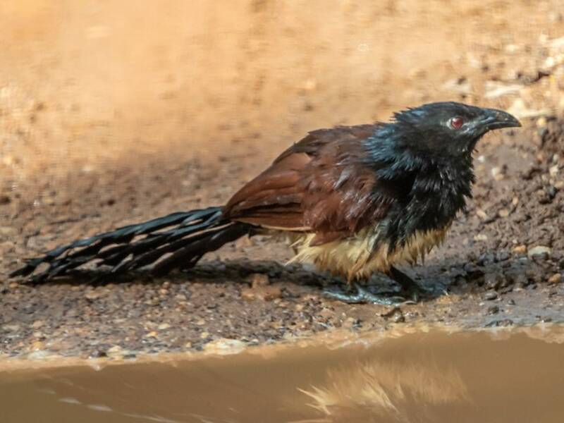 Black-throated Coucal