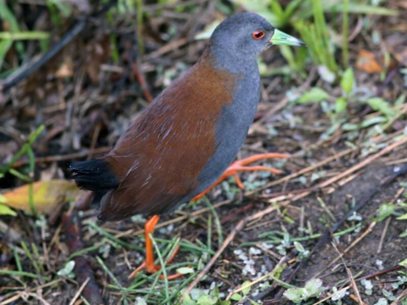 Black-tailed Crake, 照片 4