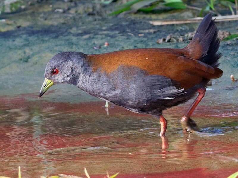 Black-tailed Crake, 照片 2