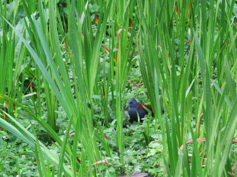 Black-tailed Crake, 照片 3