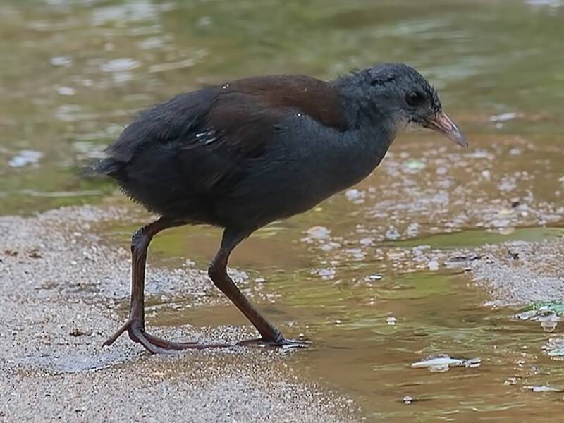 Black-tailed Crake