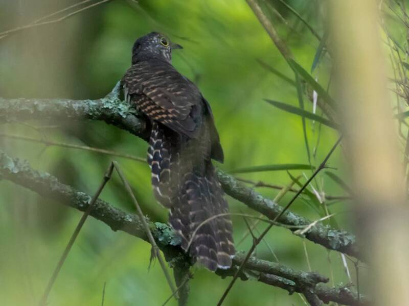 Barred Long-tailed Cuckoo