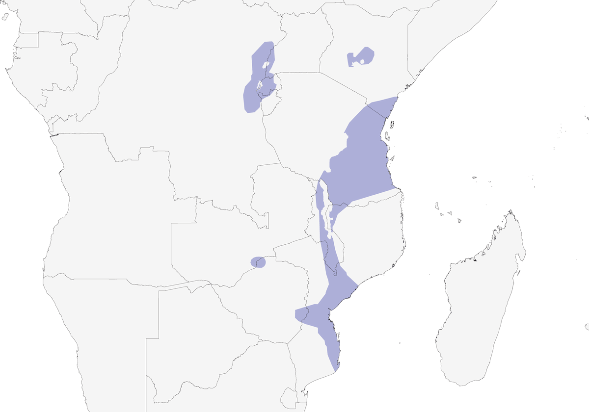 Cuculo codalunga fasciato, Distribuzione 1