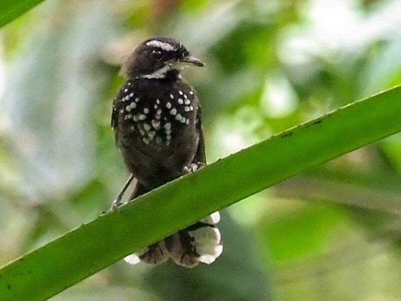 Coda a ventaglio nera del sottobosco, Foto 3