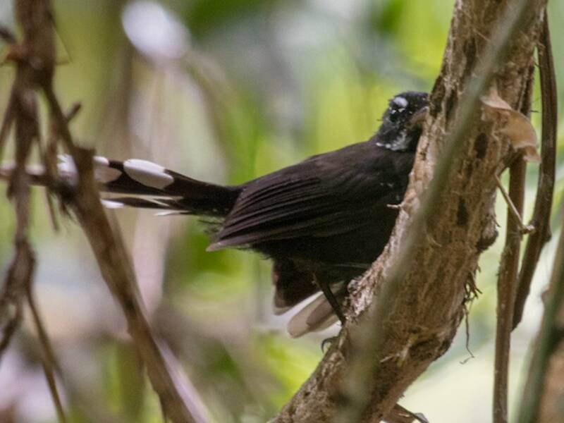 Coda a ventaglio nera del sottobosco, Foto 4