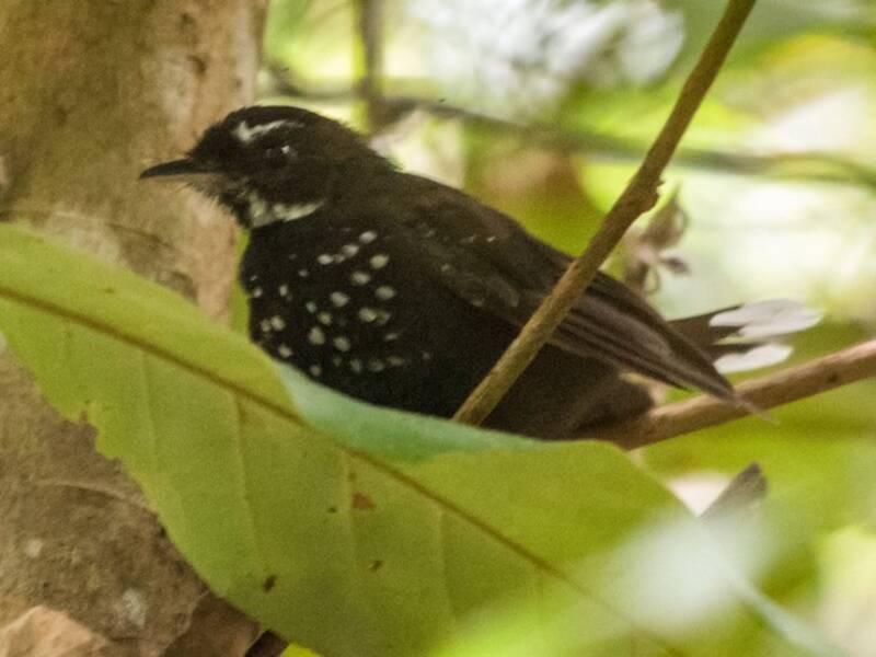 Black Thicket-Fantail