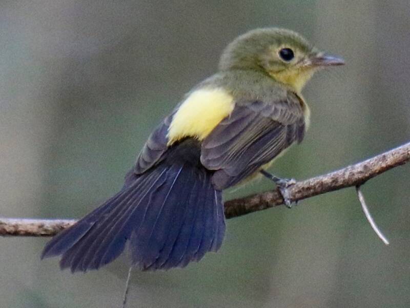 Black-tailed Flycatcher, Photos 3