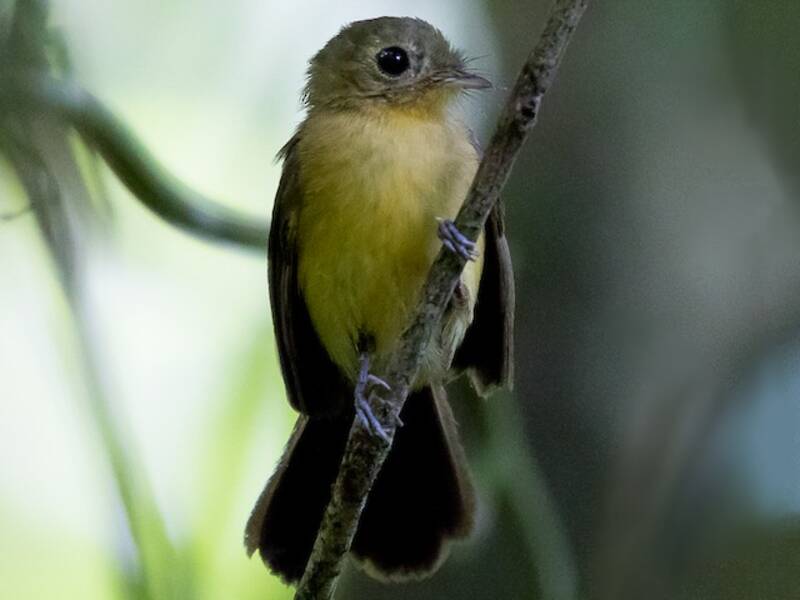 Black-tailed Flycatcher, Photos 2