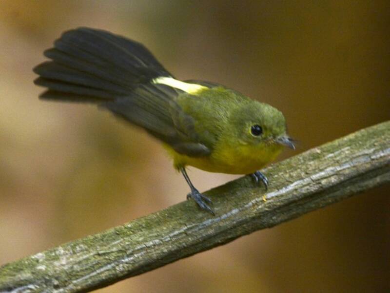 Pigliamosche codanera