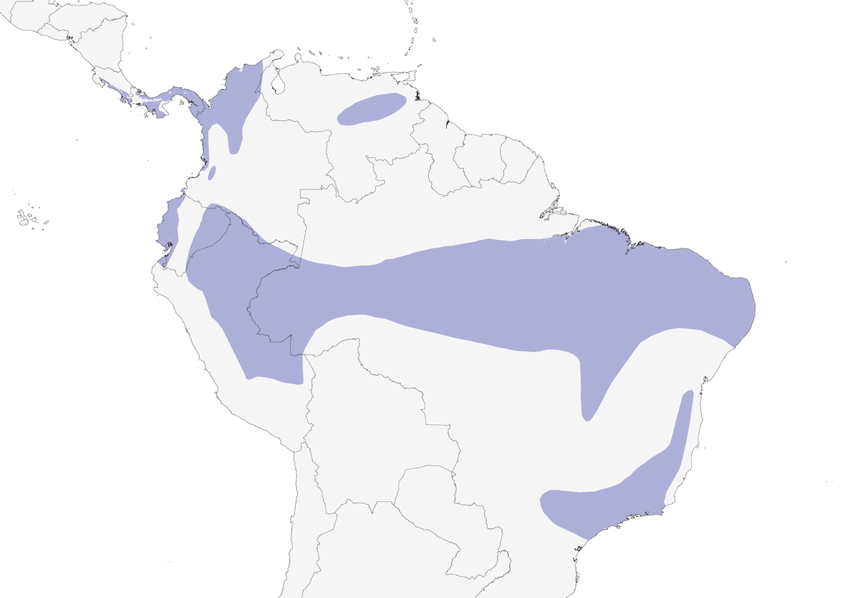 Black-tailed Flycatcher, Distribution 1