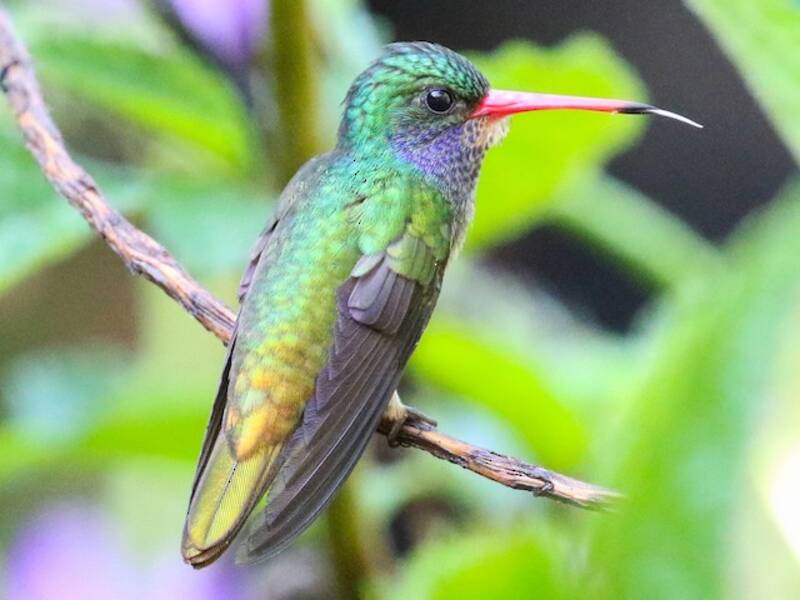 Colibri d'Elicia, Photos 3