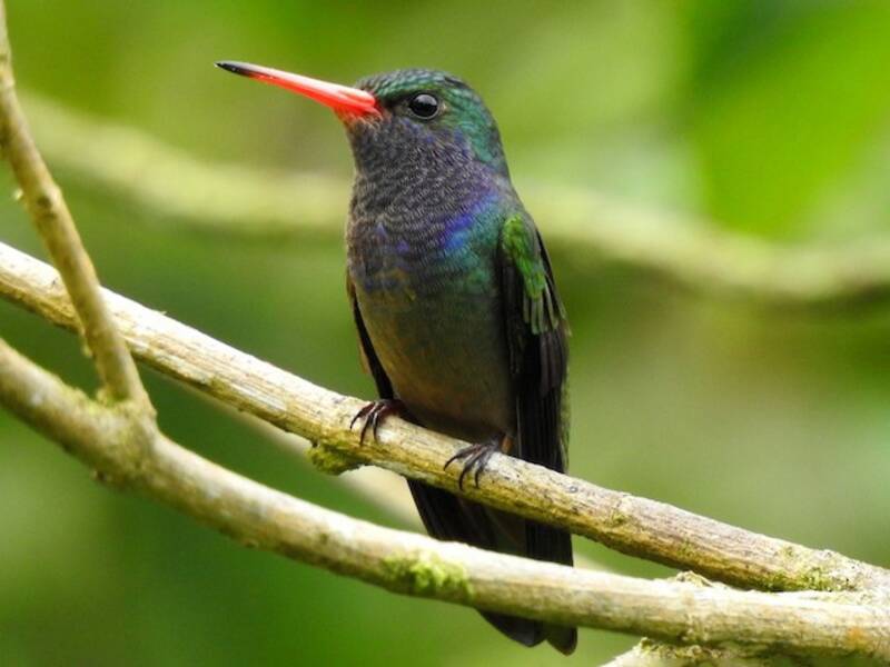Colibrí colidorado gorjiazul
