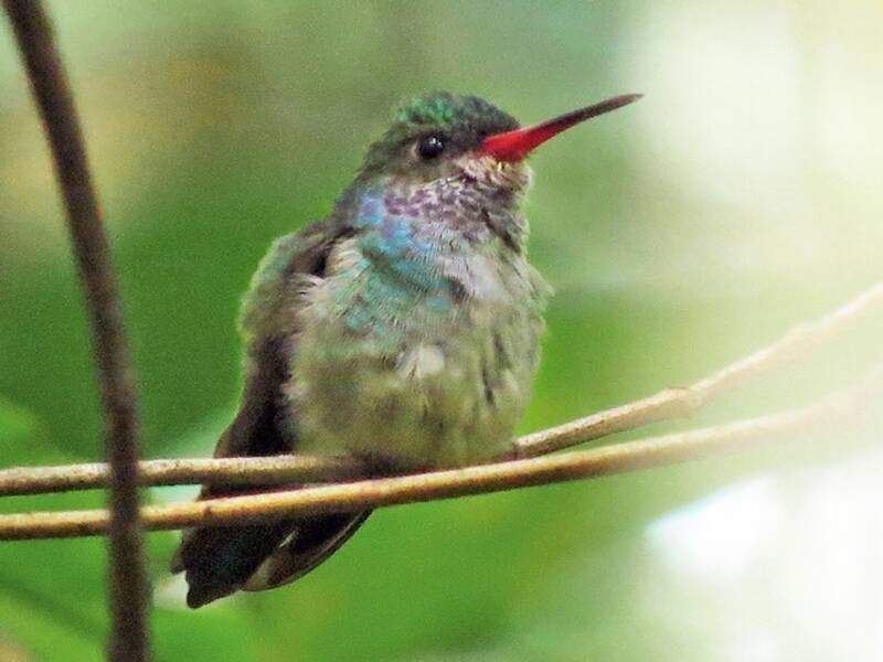 Colibri d'Elicia, Photos 4
