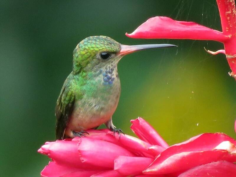Colibri d'Elicia, Photos 2