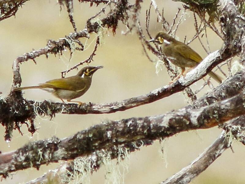 Black-throated Honeyeater