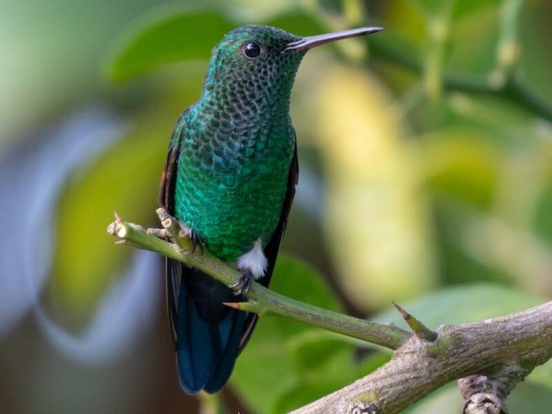 Blauschwanzkolibri, Fotos 4