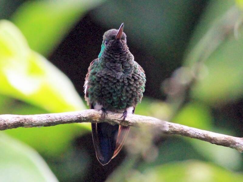 Blauschwanzkolibri, Fotos 3