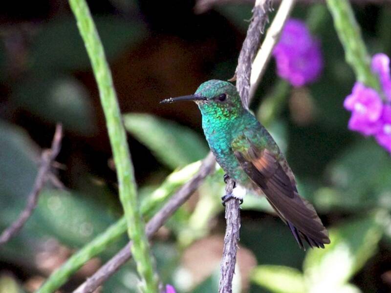Blauschwanzkolibri, Fotos 2