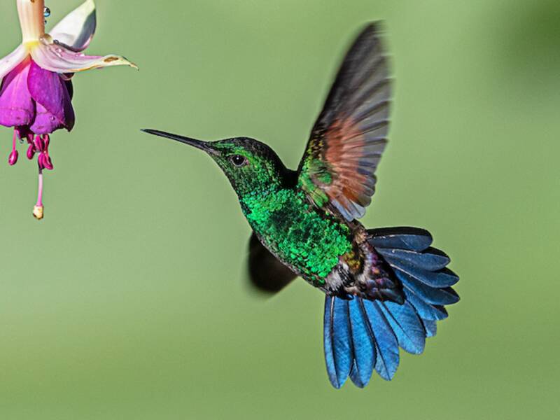 Blauschwanzkolibri