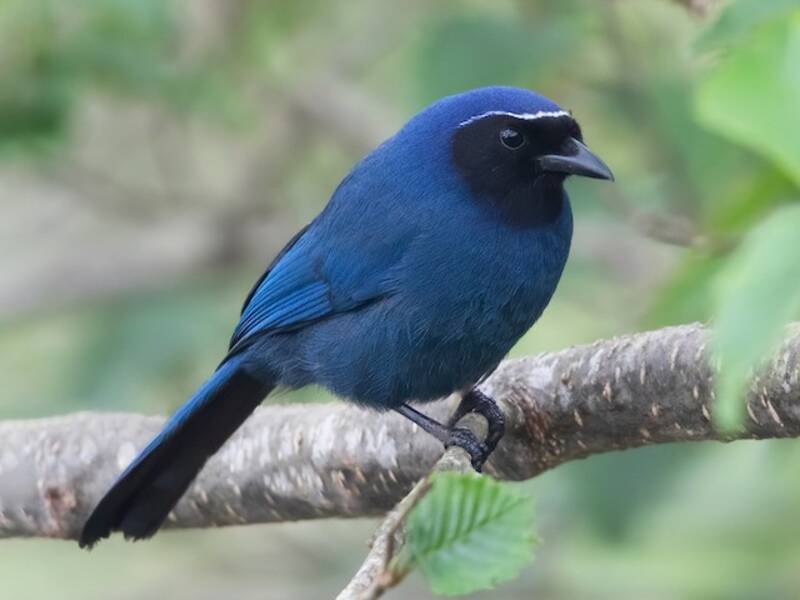 Black-throated Jay, 照片 4