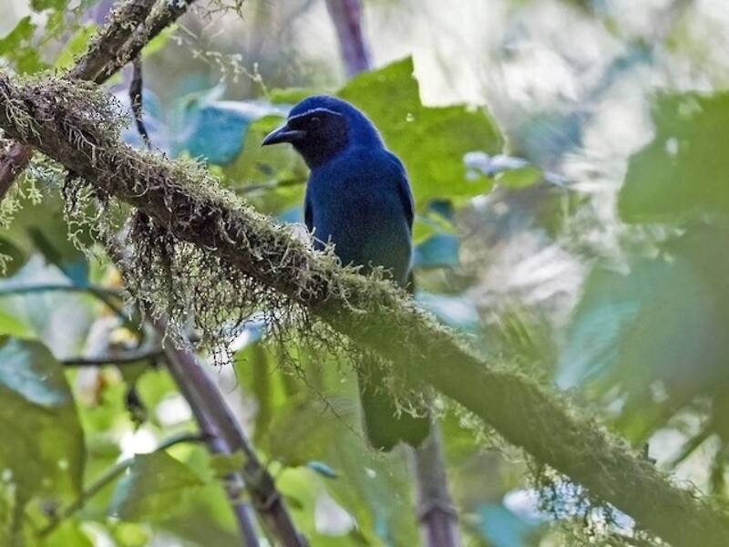Black-throated Jay, 照片 3