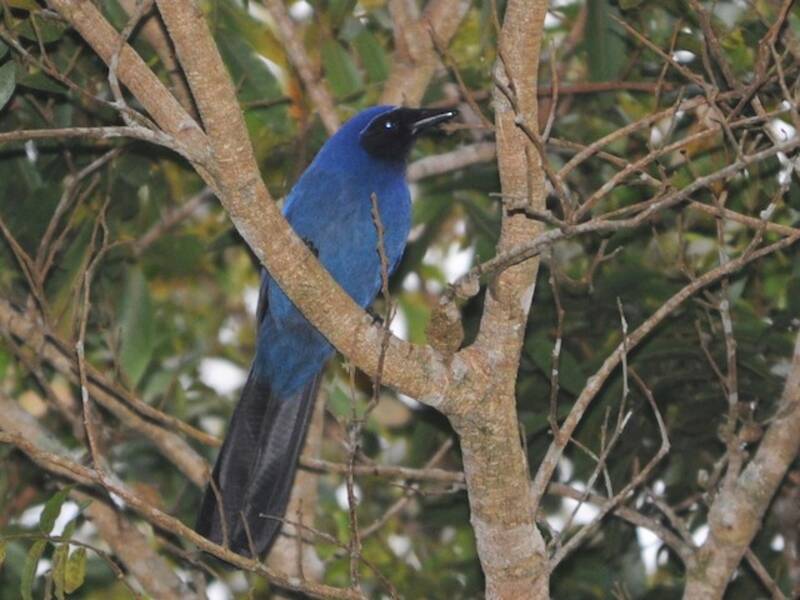 Black-throated Jay, 照片 2